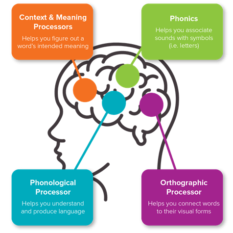 Infographic displaying four sections of the brain: Context & Meaning Processors, Phonics, Phonological Processor, and Orthographic Processor.